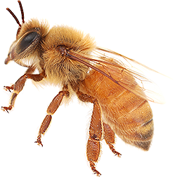Cordovan Hybrid Honey Bee